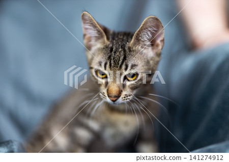 Young tabby kitten resting on denim lap, focused downward with soft indoor light, striped fur, bright whiskers, large ears, and calm curious expression in cozy home setting Young tabby kitten resting on denim lap, focused downward with soft indoor light, striped fur, bright whiskers, large ears, and calm curious expression in cozy home setting 141274912