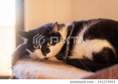 Black white cat resting on cushioned window perch in warm sunlight, calm close-up portrait with relaxed gaze, soft fur detail, cozy indoor scene and gentle natural light Black white cat resting on cushioned window perch in warm sunlight, calm close-up portrait with relaxed gaze, soft fur detail, cozy indoor scene and gentle natural light 141274954