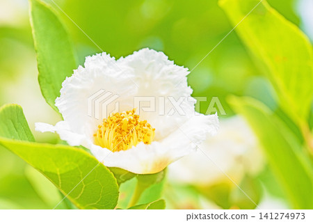The wildflowers around the house, the changing seasons, the colors of the garden, the white summer camellias have begun to bloom on the trees in the garden around the rainy season. The wildflowers around the house, the changing seasons, the colors of the garden, the white summer camellias have begun to bloom on the trees in the garden around the rainy season. 141274973