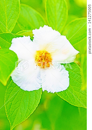 The wildflowers around the house, the changing seasons, the colors of the garden, the white summer camellias have begun to bloom on the trees in the garden around the rainy season. The wildflowers around the house, the changing seasons, the colors of the garden, the white summer camellias have begun to bloom on the trees in the garden around the rainy season. 141275005