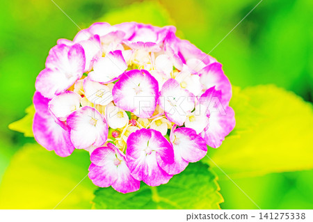 The wildflowers around the house change with the seasons; during the rainy season, the trees in the nearby hydrangea garden are adorned in red and purple. The wildflowers around the house change with the seasons; during the rainy season, the trees in the nearby hydrangea garden are adorned in red and purple. 141275338