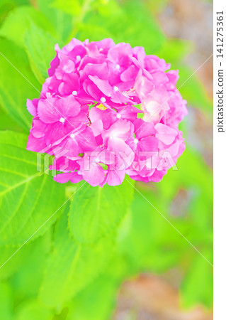 The wildflowers around the house change with the seasons; during the rainy season, the trees in the nearby hydrangea garden are adorned in red and purple. 141275361