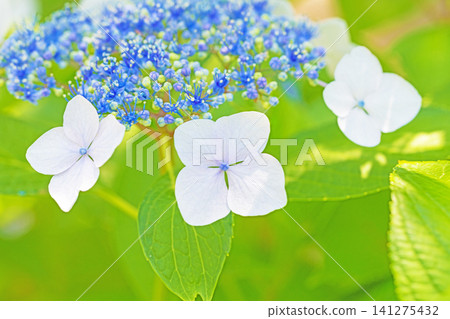 The wildflowers around the house change with the seasons; during the rainy season, the trees in the nearby hydrangea garden are adorned in red and purple. The wildflowers around the house change with the seasons; during the rainy season, the trees in the nearby hydrangea garden are adorned in red and purple. 141275432