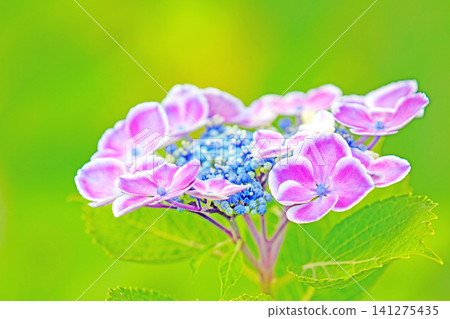 The wildflowers around the house change with the seasons; during the rainy season, the trees in the nearby hydrangea garden are adorned in red and purple. The wildflowers around the house change with the seasons; during the rainy season, the trees in the nearby hydrangea garden are adorned in red and purple. 141275435