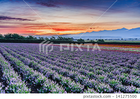 The lavender and flower fields of Furano, Hokkaido, bathed in the beautiful morning light overlooking the Tokachi Mountain Range, are in full bloom. The lavender and flower fields of Furano, Hokkaido, bathed in the beautiful morning light overlooking the Tokachi Mountain Range, are in full bloom. 141275500