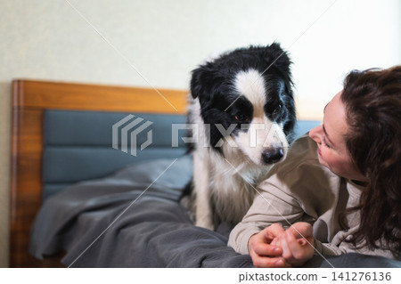 Smiling woman playing with cute puppy dog border collie on bed at home indoor. Owner girl stroking holding dog friend sitting on sofa in living room. Love for pets friendship support team concept Smiling woman playing with cute puppy dog border collie on bed at home indoor. Owner girl stroking holding dog friend sitting on sofa in living room. Love for pets friendship support team concept 141276136