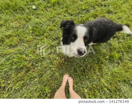 Pet activity. Pet owner walking with puppy dog border collie in summer garden or city park outdoor. Close up dog portrait. Owner playing with dog friend. Love for pets friendship support team concept Pet activity. Pet owner walking with puppy dog border collie in summer garden or city park outdoor. Close up dog portrait. Owner playing with dog friend. Love for pets friendship support team concept 141276149