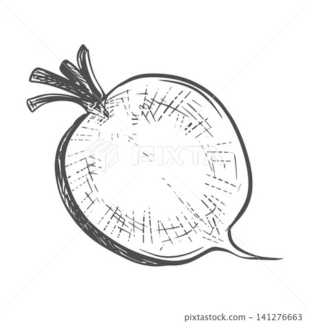 A sketch of radishes lying on a table. Vector illustration of the vegetable in an engraving style. The whole root vegetable with leaves is depicted on a white background. Hand-drawn, imitating etching A sketch of radishes lying on a table. Vector illustration of the vegetable in an engraving style. The whole root vegetable with leaves is depicted on a white background. Hand-drawn, imitating etching 141276663