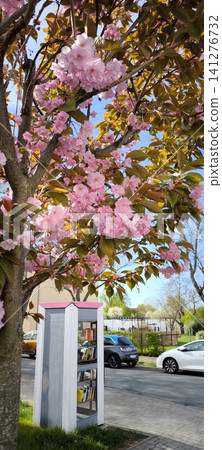Cherry blossoms Sakura and a converted telephone booth into a library with books in the city in spring Cherry blossoms Sakura and a converted telephone booth into a library with books in the city in spring 141276732