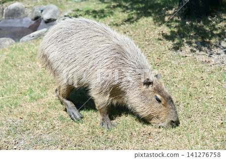 Capybara Capybara 141276758