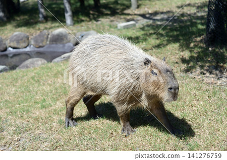 Capybara 141276759