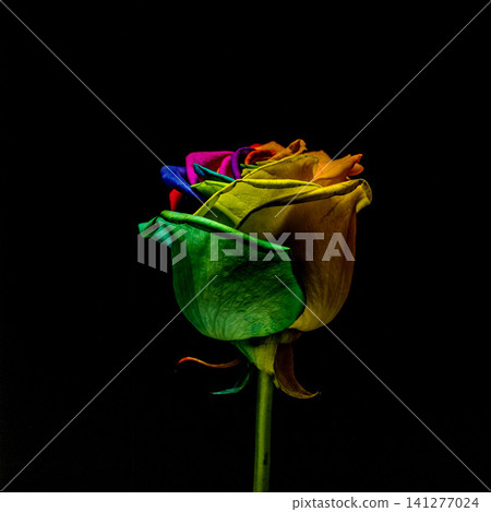A colorful rainbow rose, a single beautiful rose dyed in rainbow colors. 141277024