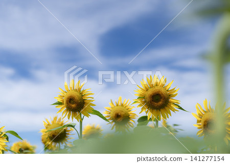藍天下盛開著一片夏日向日葵 141277154