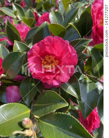 A close-up shot of a gorgeous red camellia: its beautiful petals and yellow stamens illuminated by light. A close-up shot of a gorgeous red camellia: its beautiful petals and yellow stamens illuminated by light. 141277207