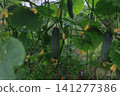 Mini cucumbers from a home garden 141277386
