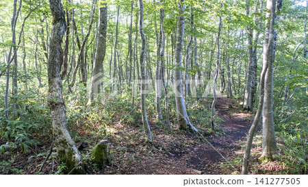 Sparkling fresh greenery - Forest walking path, Oyama Kagamigasei Sparkling fresh greenery - Forest walking path, Oyama Kagamigasei 141277505