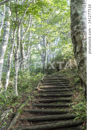 Sparkling fresh greenery - Forest walking path, Oyama Kagamigasei Sparkling fresh greenery - Forest walking path, Oyama Kagamigasei 141277516