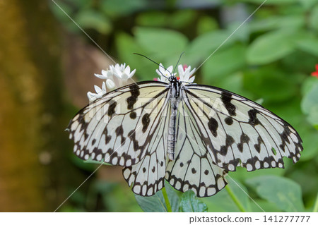 一隻大白蝴蝶(Idea leuconoe)停在一朵白花上,展開翅膀。 一隻大白蝴蝶(Idea leuconoe)停在一朵白花上,展開翅膀。 141277777