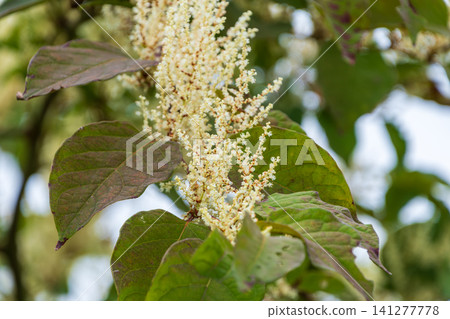 The small white flowers of Japanese knotweed give a hint of autumn. 141277778
