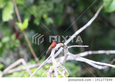 Red-breasted hummingbird Red-breasted hummingbird 141277849