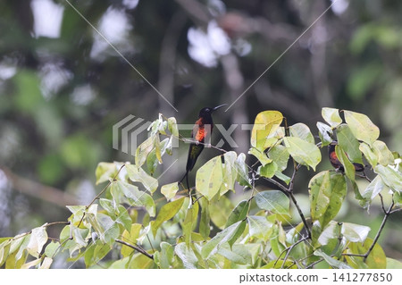 Red-breasted hummingbird Red-breasted hummingbird 141277850