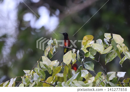 Red-breasted hummingbird Red-breasted hummingbird 141277858