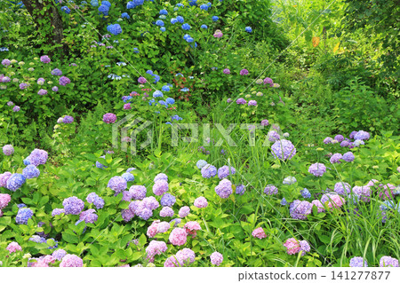 Hakuba Goryu Ski Resort Summer Escal Garden Hakuba Goryu Ski Resort Summer Escal Garden 141277877