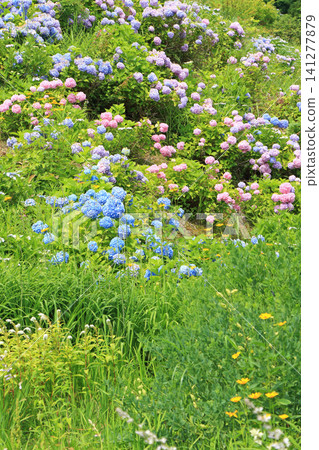 白馬五龍滑雪場夏季埃斯卡爾花園 白馬五龍滑雪場夏季埃斯卡爾花園 141277879