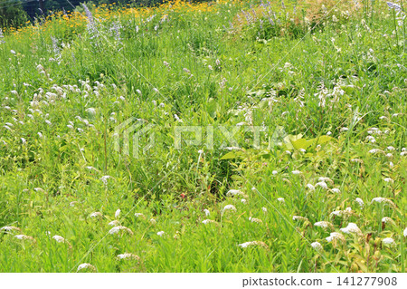Hakuba Goryu Ski Resort Summer Escal Garden Hakuba Goryu Ski Resort Summer Escal Garden 141277908