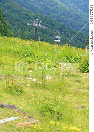 白馬五龍滑雪場夏季埃斯卡爾花園 白馬五龍滑雪場夏季埃斯卡爾花園 141277921