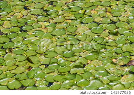 Water lily leaves beautifully cover the surface of the water. 141277926