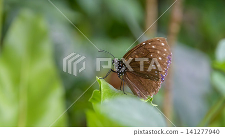 A beautiful brown butterfly resting its wings on a green leaf. A beautiful brown butterfly resting its wings on a green leaf. 141277940