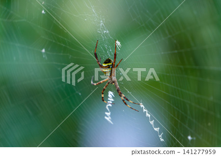 A long-bodied golden orb-weaver spider quietly waits for its prey on its web. A long-bodied golden orb-weaver spider quietly waits for its prey on its web. 141277959