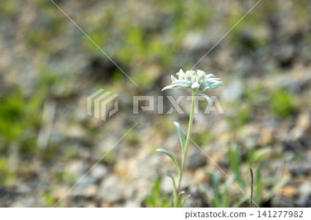 Edelweiss Edelweiss 141277982