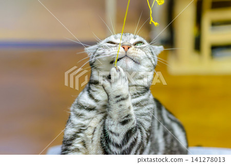 A cute American Shorthair cat makes a funny face when it gets excited about a toy. A cute American Shorthair cat makes a funny face when it gets excited about a toy. 141278013
