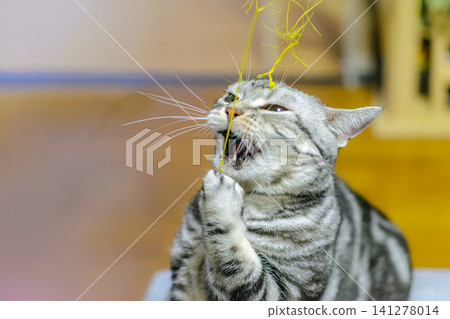 A cute American Shorthair cat makes a funny face when it gets excited about a toy. A cute American Shorthair cat makes a funny face when it gets excited about a toy. 141278014