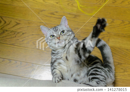 An American Shorthair cat lying on its back on the floor, playing with one paw raised. An American Shorthair cat lying on its back on the floor, playing with one paw raised. 141278015