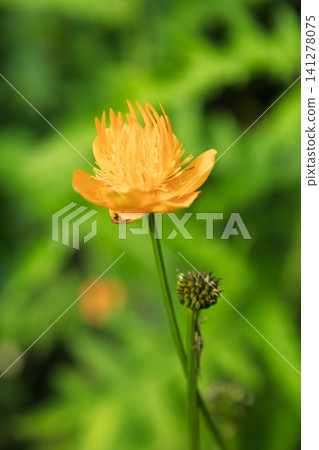 金皇后金蓮花 金皇后金蓮花 141278075