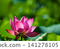陽光下盛開的粉紅色奧加蓮花 141278105