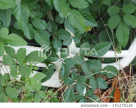 A bicycle that has been left unattended and is entangled in grass. A bicycle that has been left unattended and is entangled in grass. 141278126