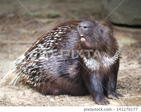 Indian crested porcupine Indian crested porcupine 141278177