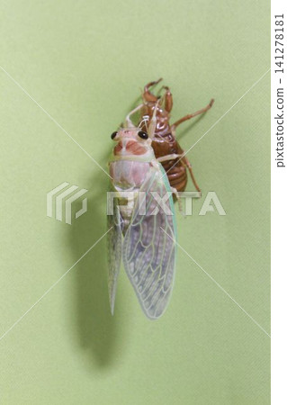 A cicada that has just emerged from its nymph stage, with its beautiful green wing veins, and its exuviae. A cicada that has just emerged from its nymph stage, with its beautiful green wing veins, and its exuviae. 141278181