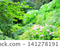 The image of beautiful fresh green maple leaves and hydrangeas during the rainy season. The image of beautiful fresh green maple leaves and hydrangeas during the rainy season. 141278191