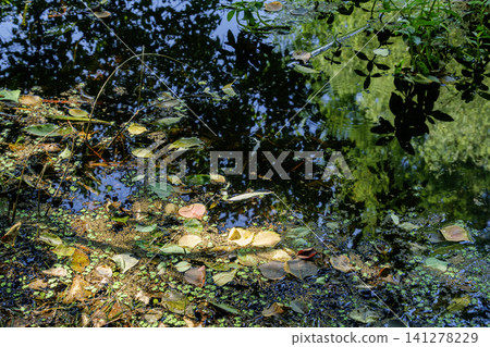Swamp leaves Swamp leaves 141278229