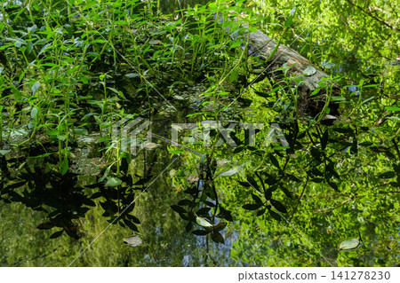Young leaves and leaf shadows Young leaves and leaf shadows 141278230