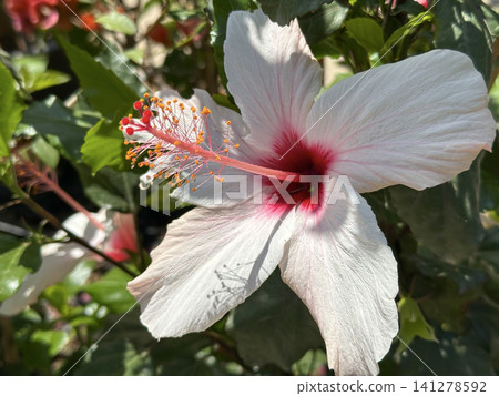 White Hibiscus Flower, closeup (lat.- Hibiscus) White Hibiscus Flower, closeup (lat.- Hibiscus) 141278592