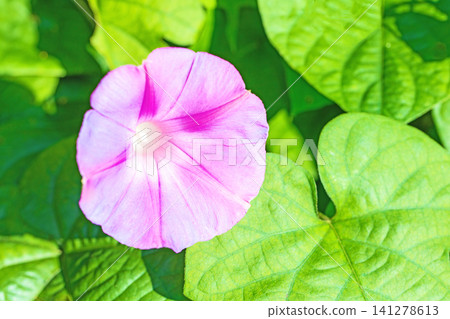 The wildflowers around the house, a variety of colors throughout the seasons, and in the early summer mornings, the morning glories have begun to bloom, shining brightly in the shade of the trees in the garden. The wildflowers around the house, a variety of colors throughout the seasons, and in the early summer mornings, the morning glories have begun to bloom, shining brightly in the shade of the trees in the garden. 141278613