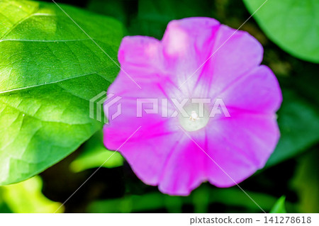 房子周圍的野花,四季色彩繽紛,初夏的清晨,牽牛花開始綻放,在花園樹蔭下閃閃發光。 房子周圍的野花,四季色彩繽紛,初夏的清晨,牽牛花開始綻放,在花園樹蔭下閃閃發光。 141278618