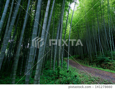 Summer grass forest of Moso bamboo 141278660