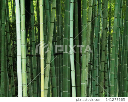 Summer bamboo grove Summer bamboo grove 141278665